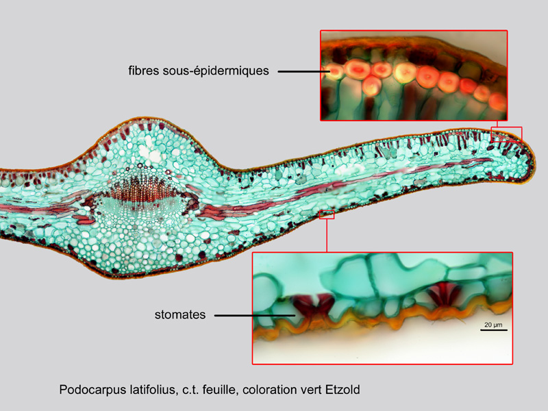 Podocarpus latifolius, histologie, histology. #20661