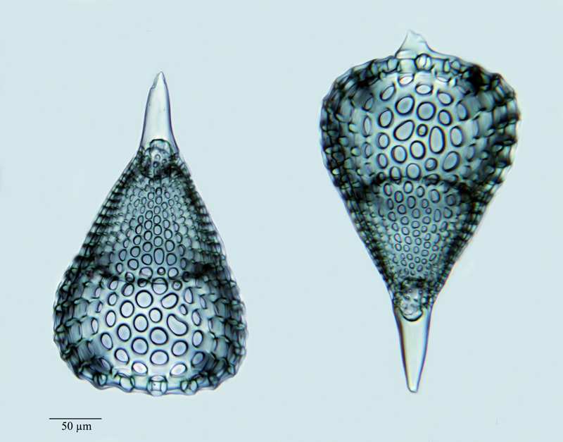 Podocyrtis ampla Ehrenberg #22807