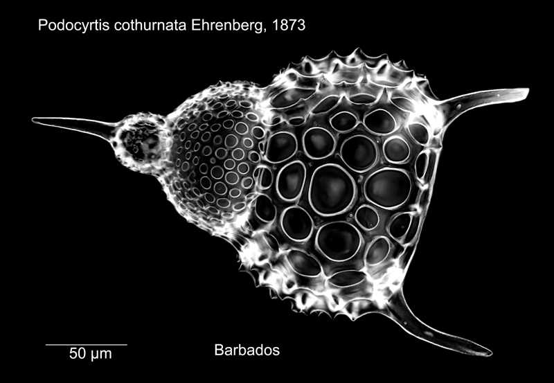 Podocyrtis cothurnata #78254