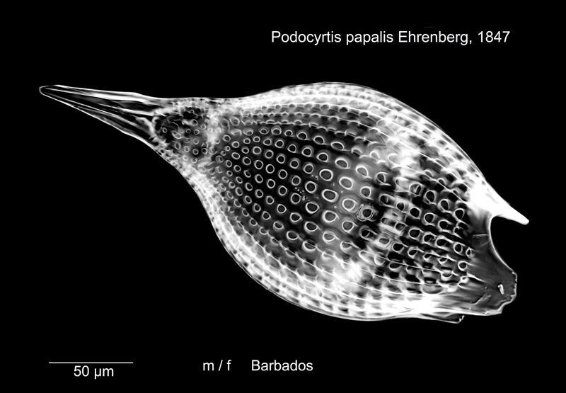Podocyrtis papalis #78255