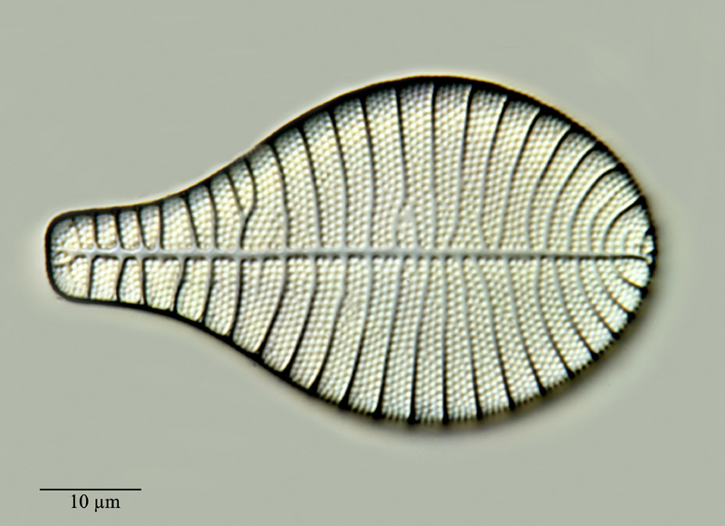 Podocystis adriatica (Kützing) Ralfs 1861 #24115