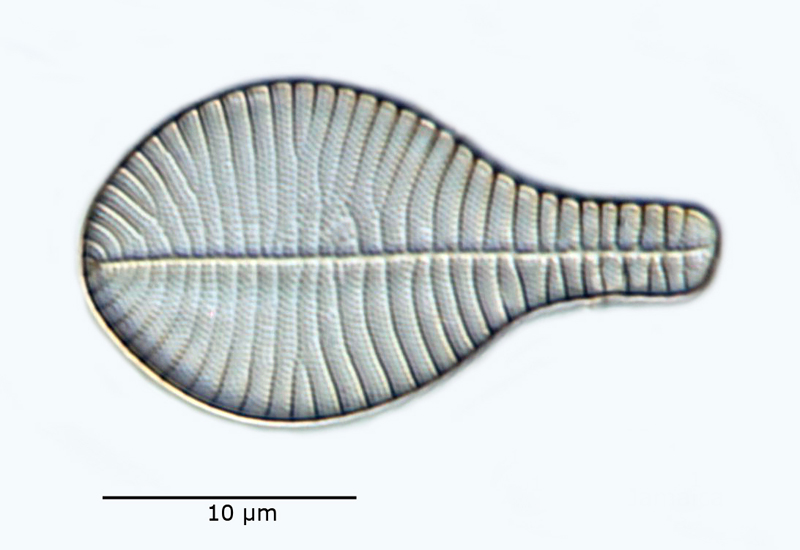 Podocystis adriatica #60988