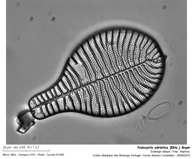 Podocystis adriatica (Kütz.) Boyer #47052