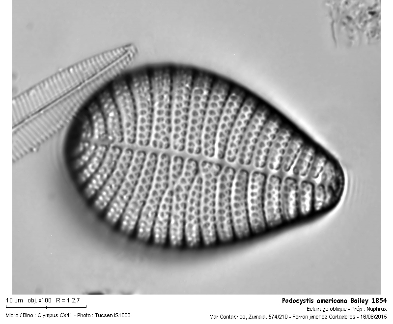 Podocystis adriatica Kütz. 1844 #42140