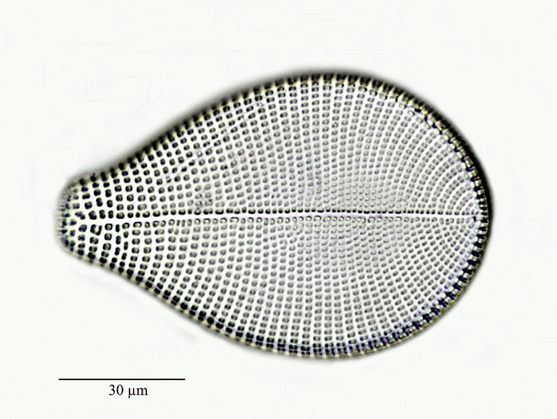 Podocystis spathulata Shadb. #24114