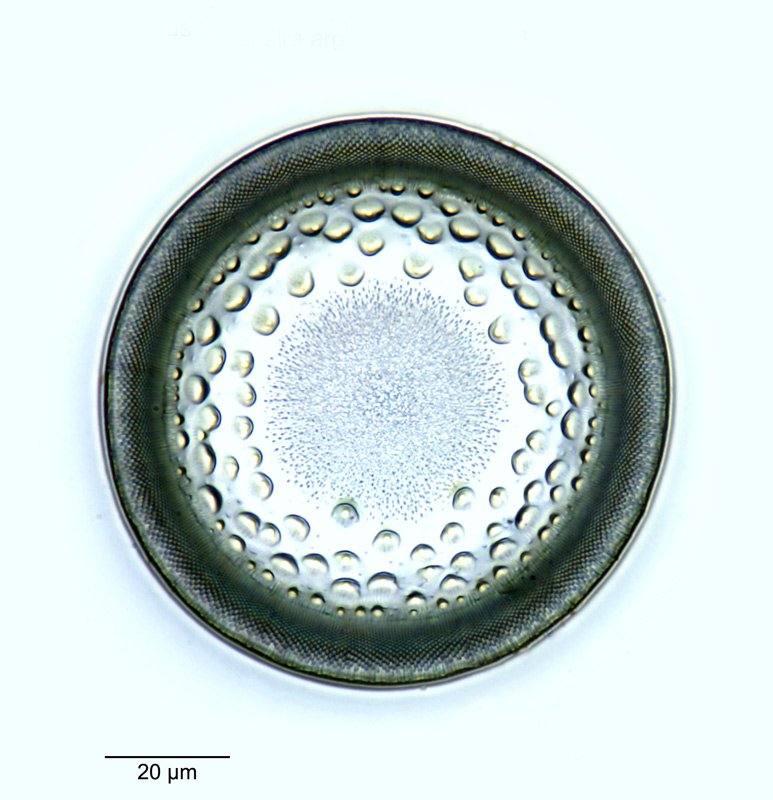 Podosira argus #52004