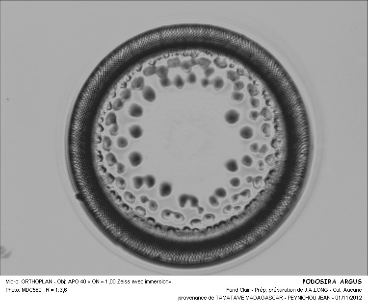Podosira argus Grunow #28751