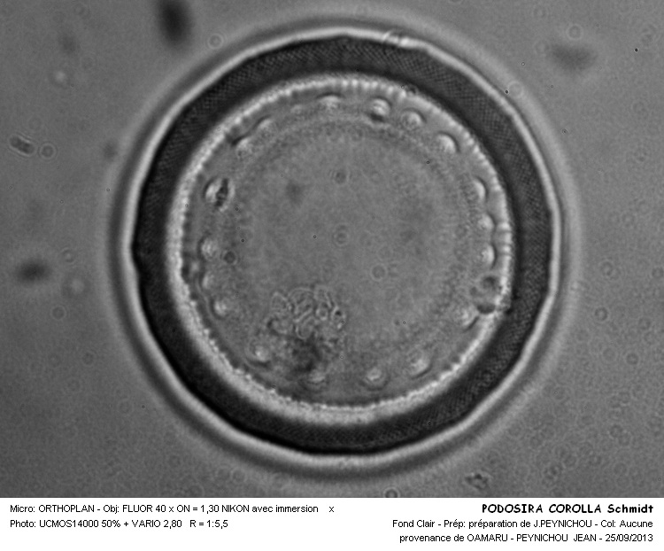 PODOSIRA COROLLA Schmidt #33919