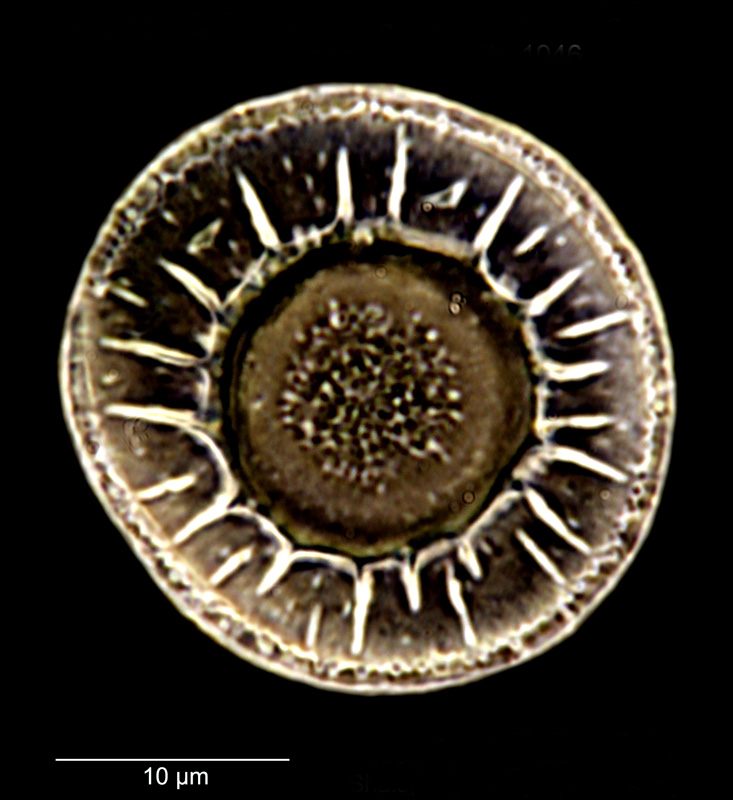 Podosira mirabilis #79880