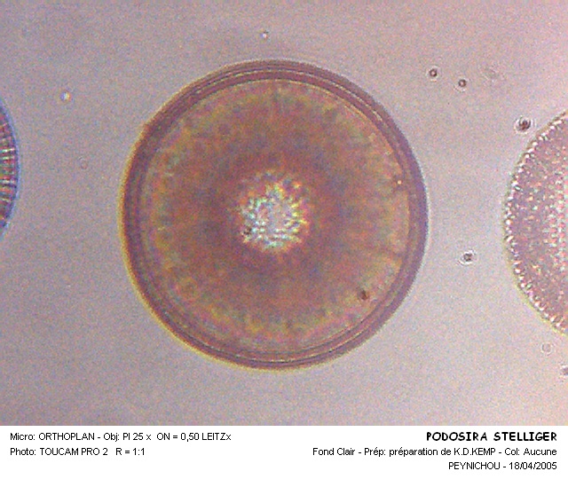 PODOSIRA STELLIGER #33319