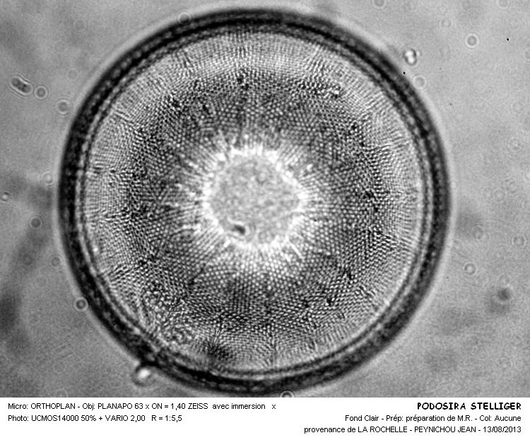 PODOSIRA STELLIGER #33320