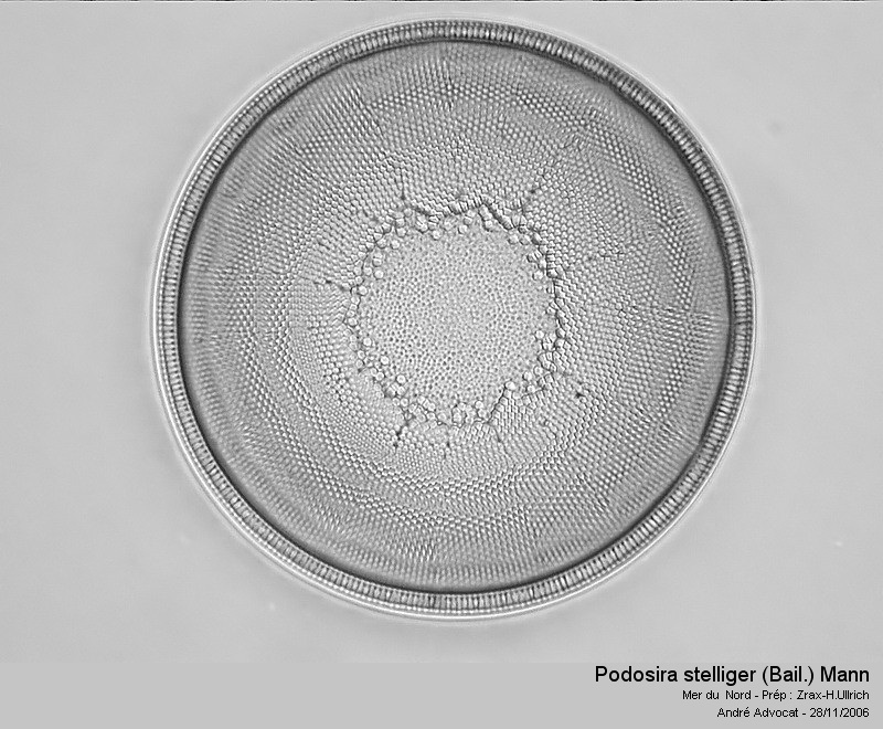 Podosira stelliger (Bail.) Mann #17445