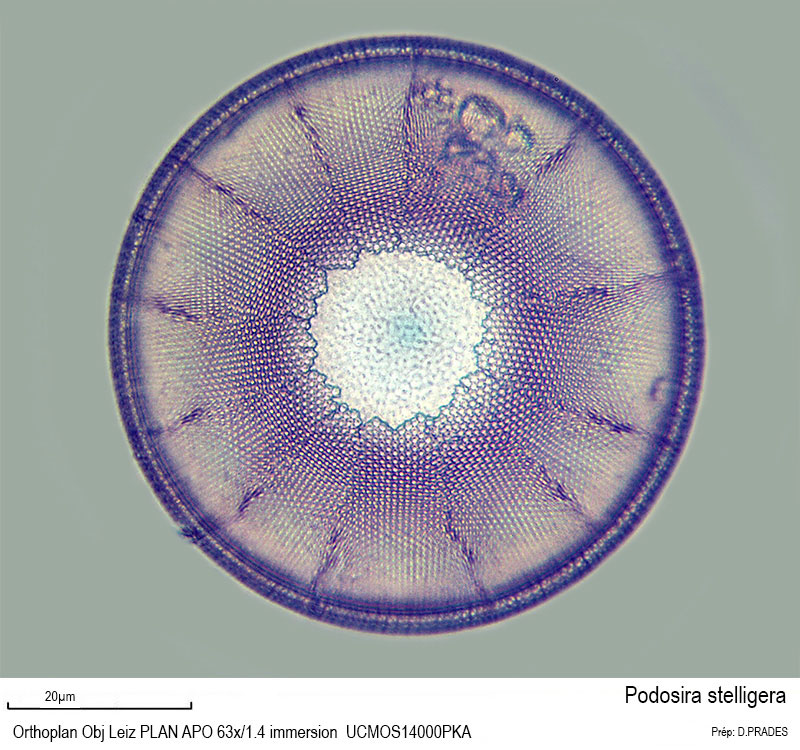 Podosira stelligera #48521