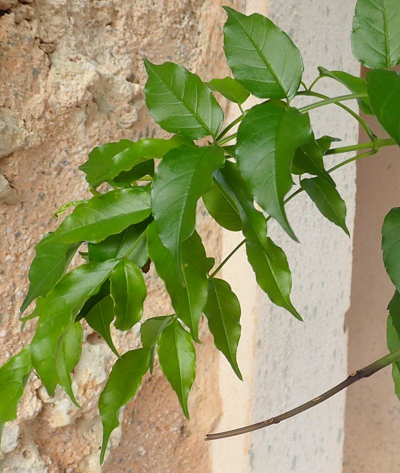Podranea ricasoliana #65702