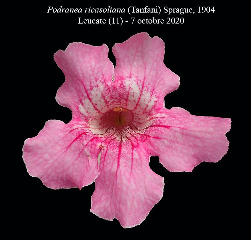 Podranea ricasoliana #65705