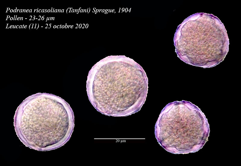 Podranea ricasoliana #65710