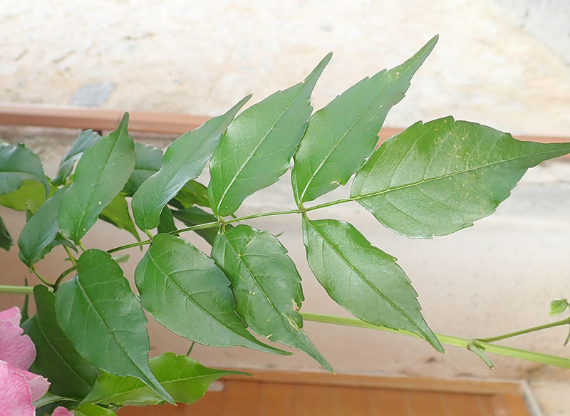 Podranea ricasoliana #65701