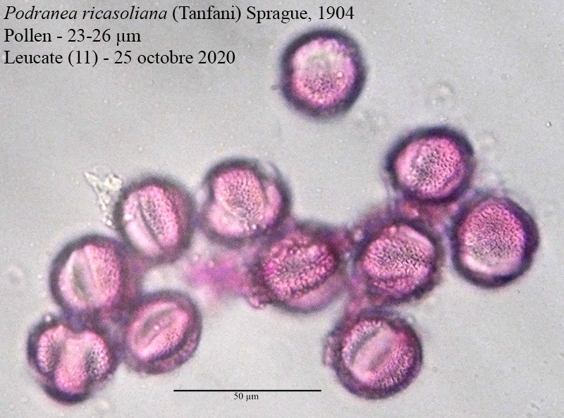 Podranea ricasoliana #65711