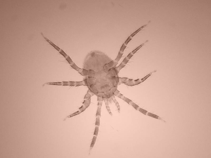 Poecilochirus necrophori - Deutonymphe - Acarien #17579