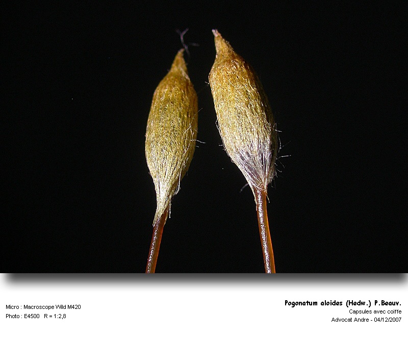 Pogonatum aloides (Hedw.) P.Beauv. #1174