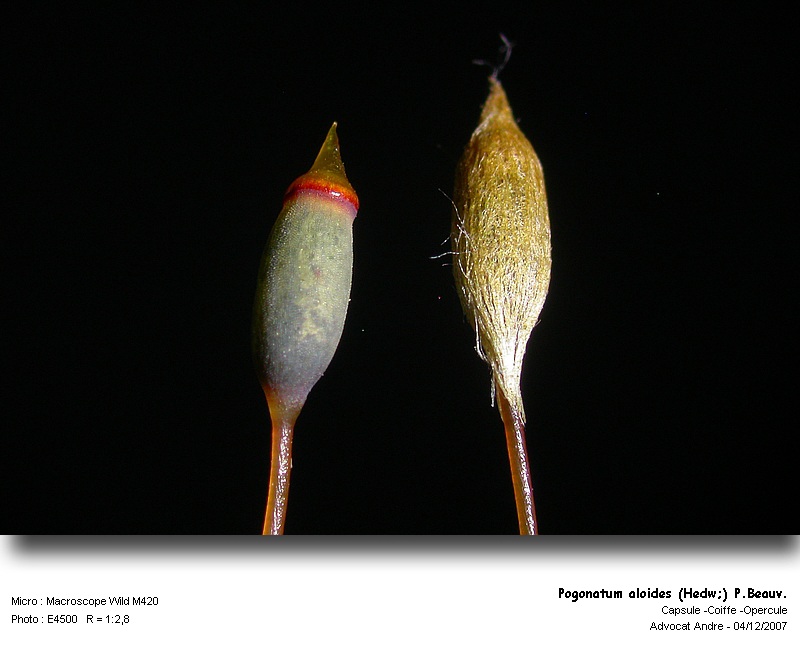 Pogonatum aloides (Hedw.) P.Beauv. #1177