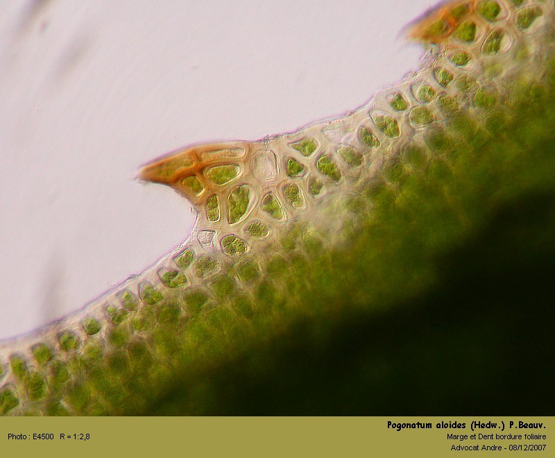 Pogonatum aloides (Hedw.) P.Beauv. #1187