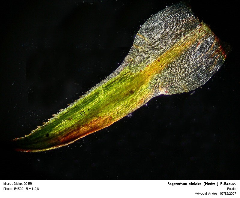 Pogonatum aloides (Hedw.) P.Beauv. #1183