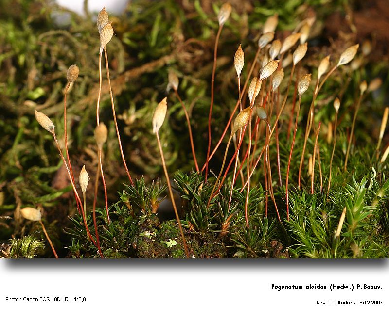 Pogonatum aloides (Hedw.) P.Beauv. #1173