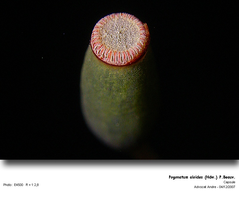 Pogonatum aloides (Hedw.) P.Beauv. #1178