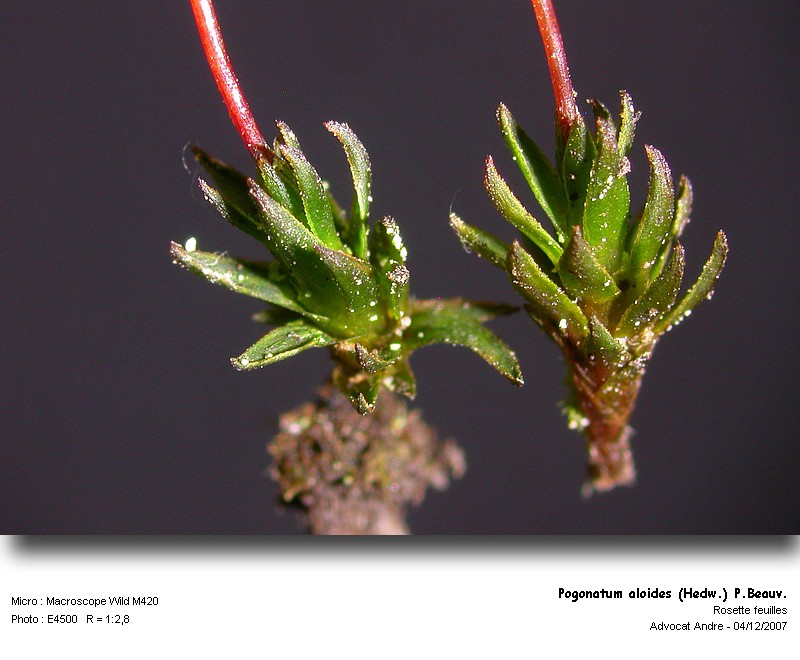 Pogonatum aloides (Hedw.) P.Beauv. #1176