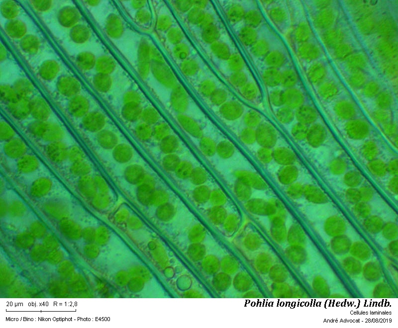 Pohlia longicolla (Hedw.) Lindb. #60400