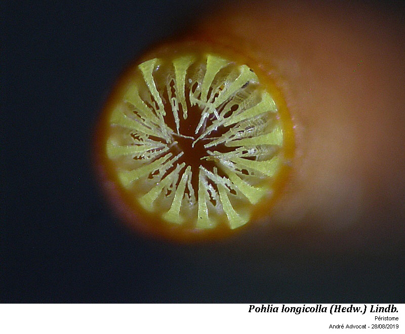 Pohlia longicolla (Hedw.) Lindb. #60409