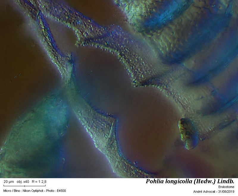 Pohlia longicolla (Hedw.) Lindb. #60415