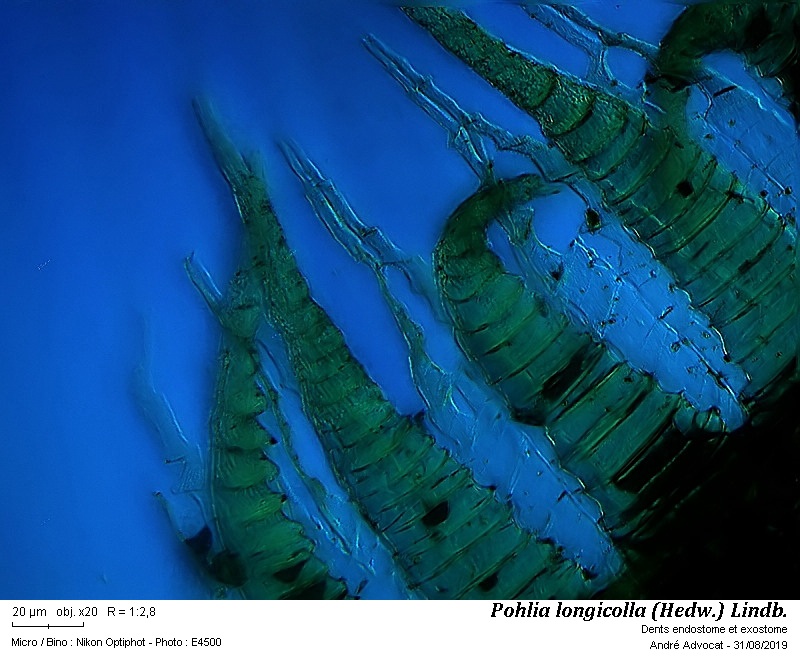 Pohlia longicolla (Hedw.) Lindb. #60412