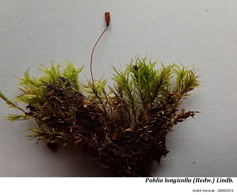 Pohlia longicolla (Hedw.) Lindb. #60399