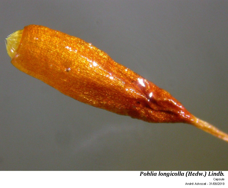 Pohlia longicolla (Hedw.) Lindb. #60408