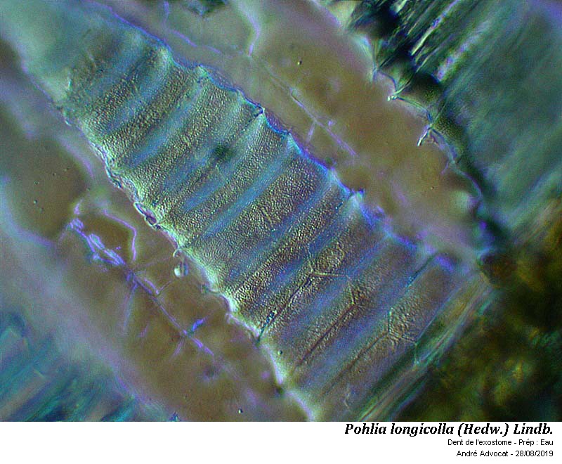 Pohlia longicolla (Hedw.) Lindb. #60410