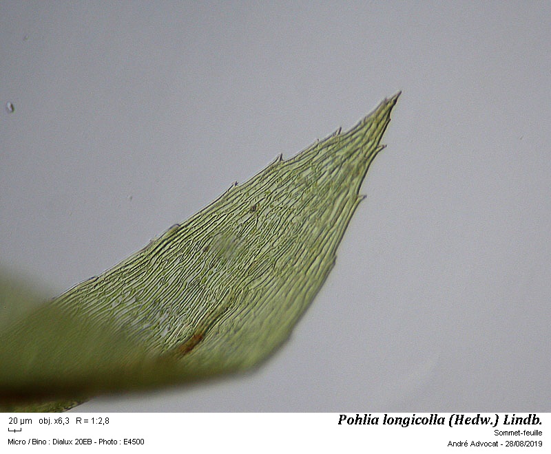 Pohlia longicolla (Hedw.) Lindb. #60395