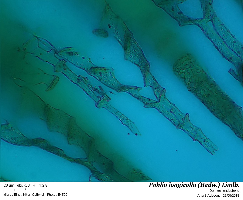 Pohlia longicolla (Hedw.) Lindb. #60414
