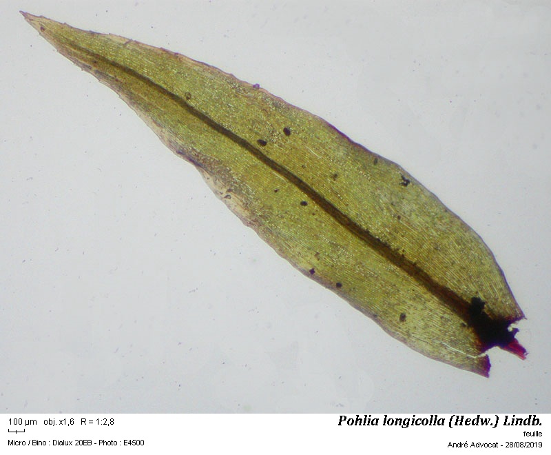 Pohlia longicolla (Hedw.) Lindb. #60394