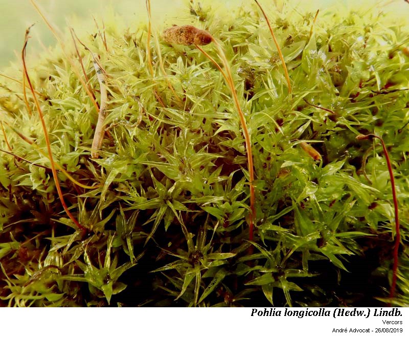 Pohlia longicolla (Hedw.) Lindb. #60389