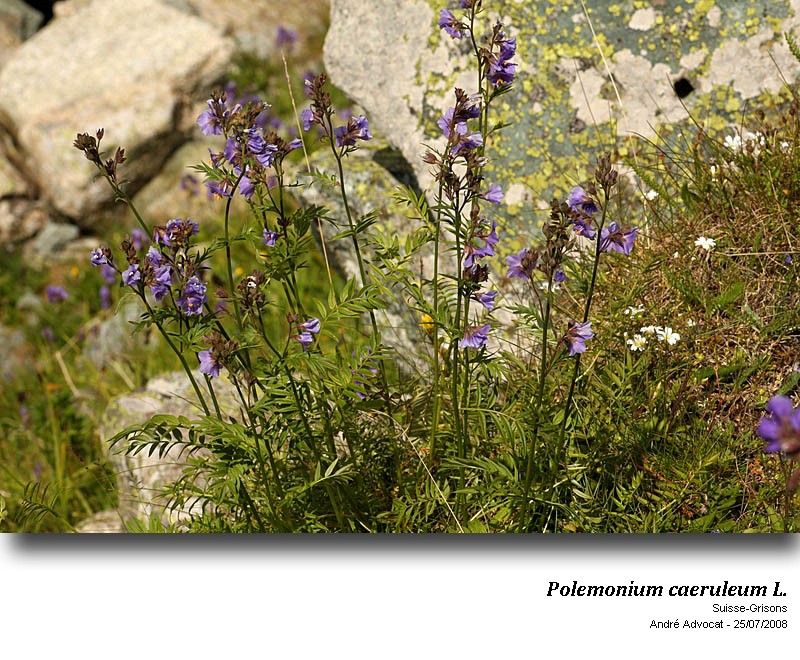 Polemonium caeruleum L. #53709