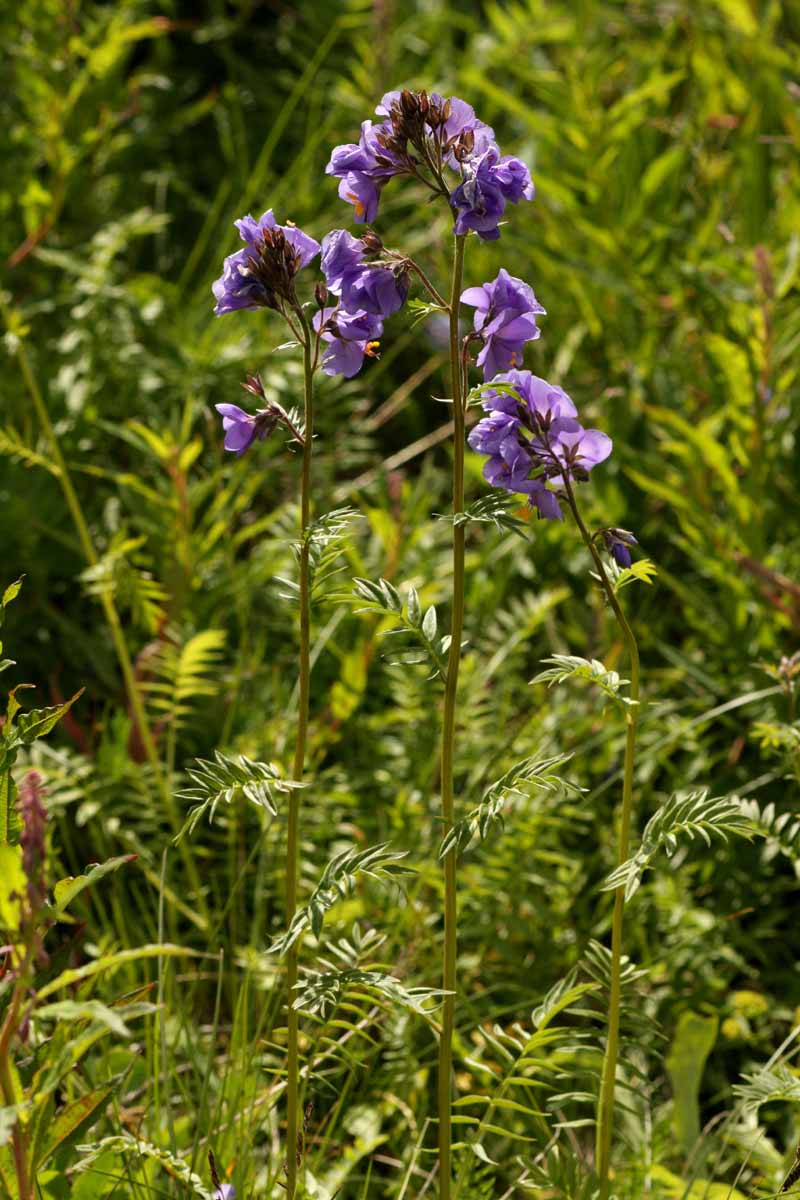 Polemonium caeruleum L. #53708
