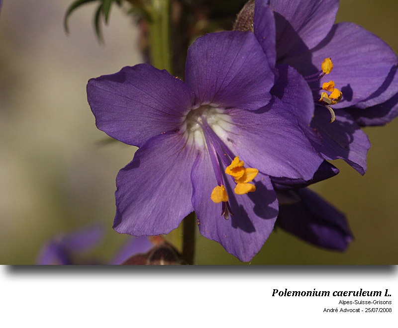 Polemonium caeruleum L. #53710