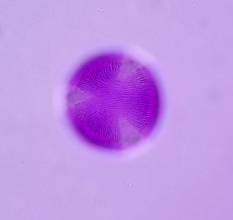 Pollen Acer - Erable #74307