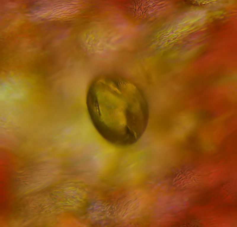 Pollen Acer - Erable #74332