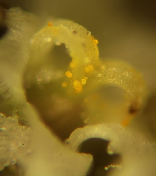 Pollen Achillea ptarmica #77066