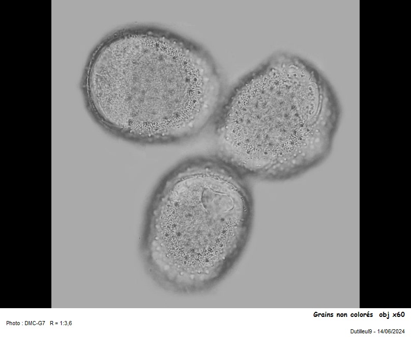 Pollen de Valeriana officinalis L. #79178