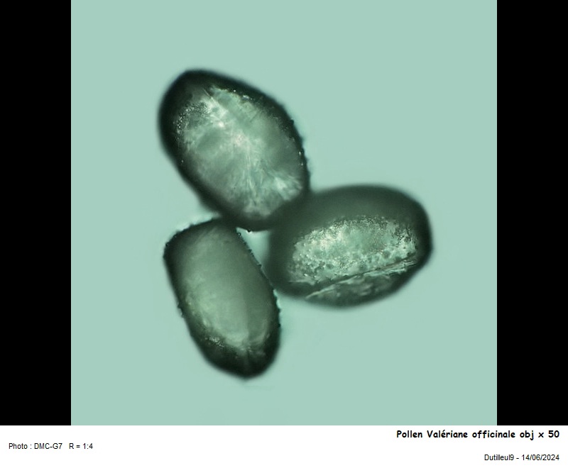 Pollen de Valeriana officinalis L. #79179