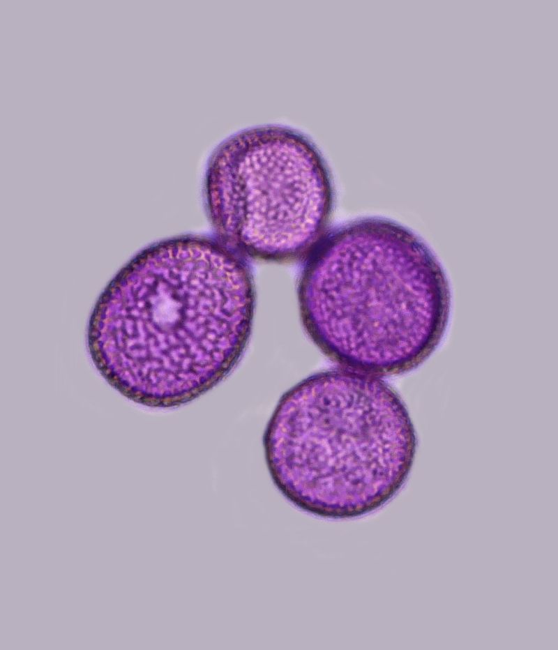 Pollen de Sparganium - Rubanier #71672